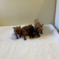 Pinscher toy e mini toy