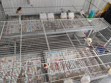 Canarini arlecchino portoghese