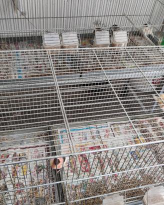 Canarini arlecchino portoghese