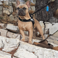 Bulldog francese disponibile per monta accoppiamen