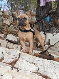 Bulldog francese disponibile per monta accoppiamen