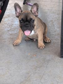 bulldog francese 