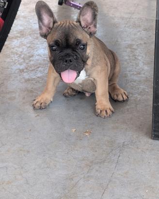 bulldog francese 