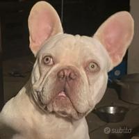 Bulldog francese