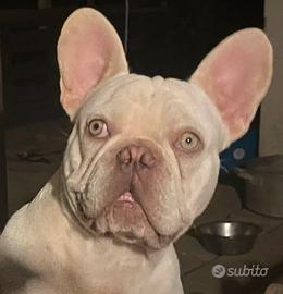 Bulldog francese
