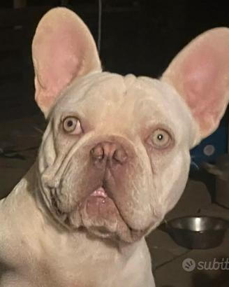 Bulldog francese
