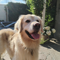 Golden Retriever Americano per monta