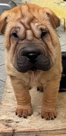 shar pei cuccioli