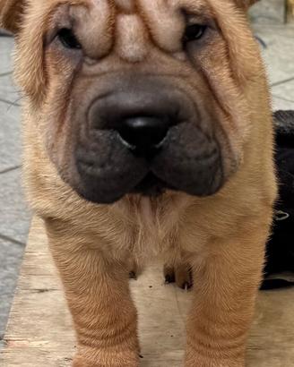 shar pei cuccioli