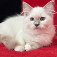 Cucciola di Ragdoll