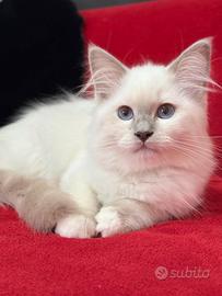 Cucciola di Ragdoll