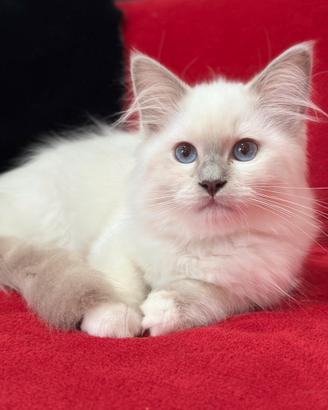 Cucciola di Ragdoll