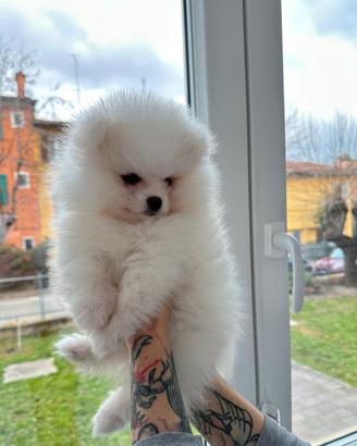 Spitz nano di Pomerania bianco o crema