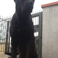 Cane corso per monta