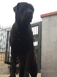 Cane corso per monta