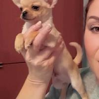Chihuahua alta geanologia pelo corto