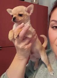 Chihuahua alta geanologia pelo corto