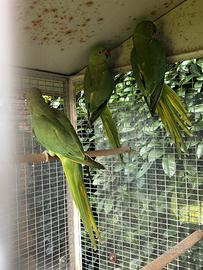 Parrocchetto dal collare