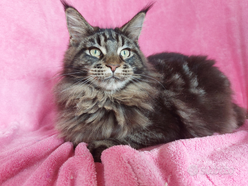 Cucciolo maine coon sterilizzato