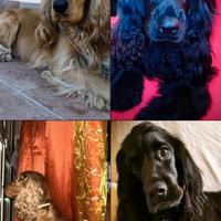 Cuccioli Cocker Spaniel Originali