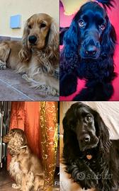 Cuccioli Cocker Spaniel Originali