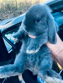 Coniglio Ariete Miniloop Blu Di Vienna