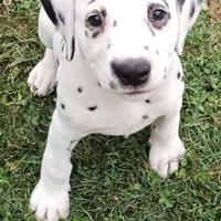 Femmina dalmata nera udente bilaterale