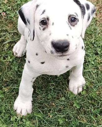 Femmina dalmata nera udente bilaterale