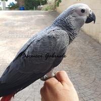 Pappagallo cenerino