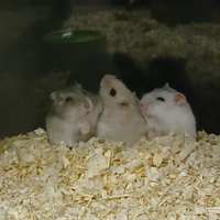Criceti russi