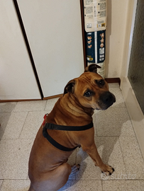 Pitbull di 4 anni non sterilizzato 50euro