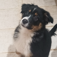 Pastore australiano cucciola