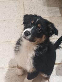 Pastore australiano cucciola