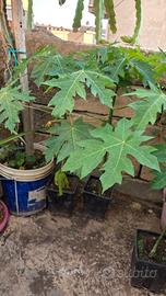 Piante Papaya da frutto