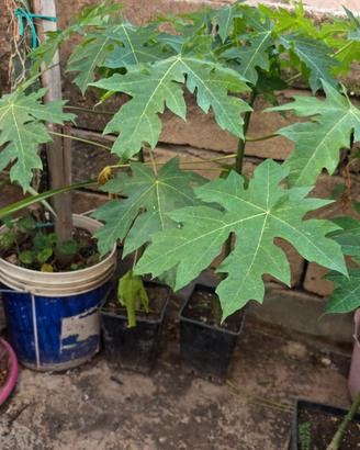 Piante Papaya da frutto