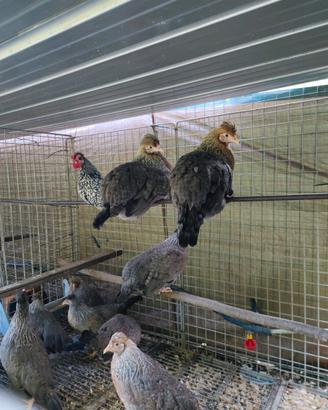 Galline Legbar