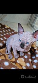 Sphynx colorazione point pedigree Enfi