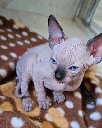 Sphynx colorazione point pedigree Enfi
