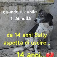 SALLY 14 ANNI taglia media IN CANILE DA 14 ANNI