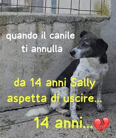 SALLY 14 ANNI taglia media IN CANILE DA 14 ANNI