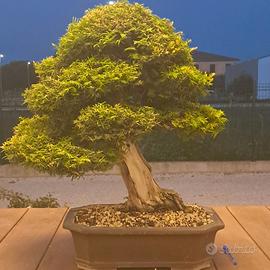 Bonsai di tasso