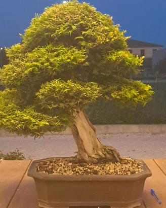 Bonsai di tasso