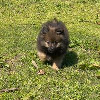 Cuccioli di volpino