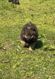 Cuccioli di volpino