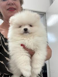 Spitz tedesco nano con Pedegree