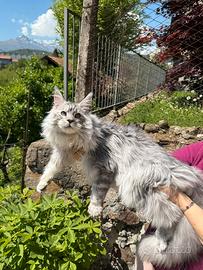 Maine Coon maschio