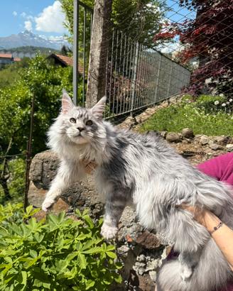 Maine Coon maschio