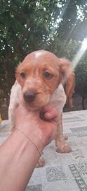 Cane Breton