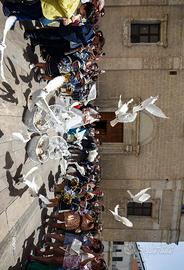 Colombi bianchi per matrimoni 333774358