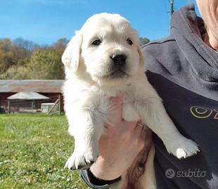 cuccioli di Golden retriever inglesi